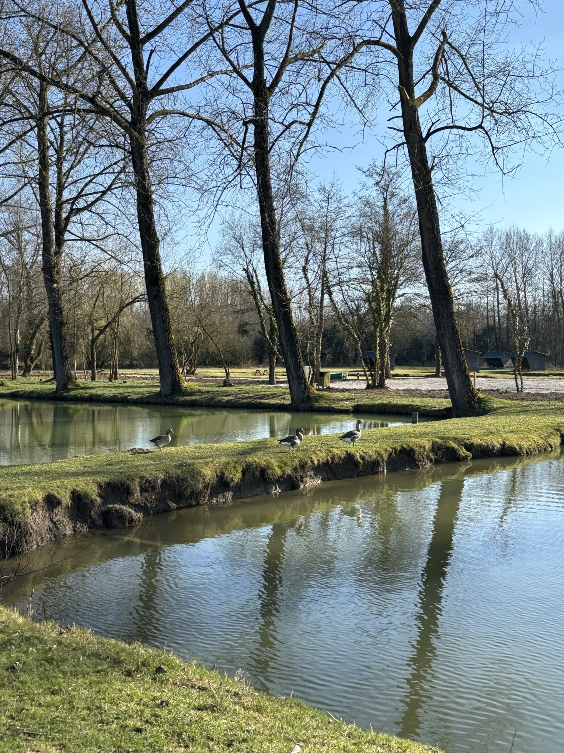 Photo d'oies qui se promènent à côté des étangs du camping de La Sensation